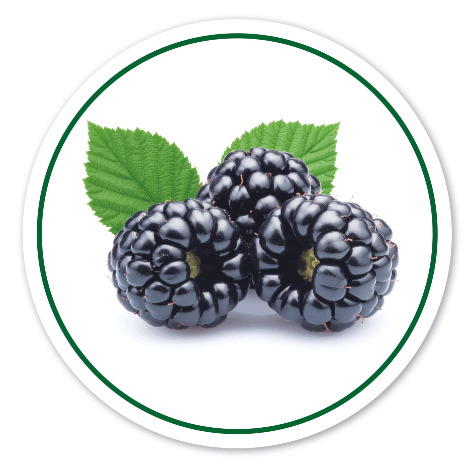 Verkaufsschild / Hofschild Brombeeren – mit Abbildung – rund